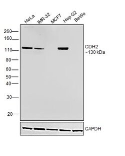 Invitrogen N-cadherin Monoclonal Antibody (8C11) 100 &mu;g; Unconjugated:Antibodies,