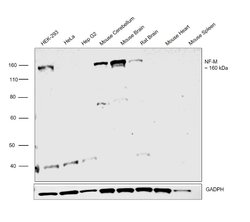 Invitrogen NEFM Monoclonal Antibody (3H11) 100 μg; Unconjugated:Antibodies,