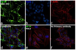 Invitrogen NEFM Monoclonal Antibody (3H11) 100 μg; Unconjugated:Antibodies,