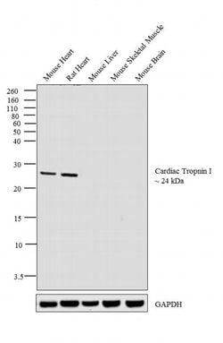 Invitrogen Cardiac Troponin I Monoclonal Antibody (16A11) 200 &mu;g; Unconjugated:Antistoffer