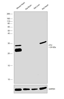 Invitrogen Cardiac Troponin I Monoclonal Antibody (C5) 200 &mu;g | Buy Online | Invitrogen&trade; | Fisher Scientific