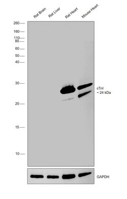 Invitrogen Cardiac Troponin I Monoclonal Antibody (M155) 200 &mu;g; Unconjugated:Antibodies,