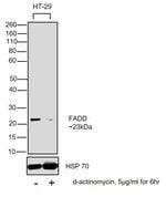 Thumbnail_Invitrogen FADD Monoclonal Antibody (FD19) 100 &mu;L; Unconjugated:Anticuerpos