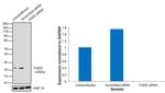 Thumbnail_Invitrogen FADD Monoclonal Antibody (FD19) 100 &mu;L; Unconjugated:Anticuerpos