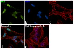 Invitrogen RAN Monoclonal Antibody (ARAN1) 50 &mu;L; Unconjugated:Antibodies,