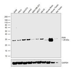Invitrogen RAN Monoclonal Antibody (ARAN1) 50 &mu;L; Unconjugated:Antibodies,