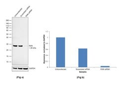 Invitrogen RAN Monoclonal Antibody (ARAN1) 50 &mu;L; Unconjugated:Antibodies,