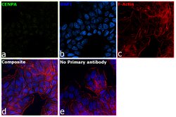 Invitrogen CENPA Monoclonal Antibody (3-19) 50 &mu;g; Unconjugated:Antibodies,