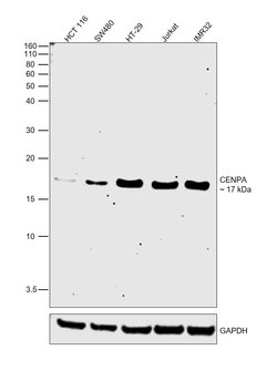 Invitrogen CENPA Monoclonal Antibody (3-19) 50 &mu;g; Unconjugated:Antibodies,