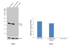 Invitrogen CENPA Monoclonal Antibody (3-19) 50 &mu;g; Unconjugated:Antibodies,