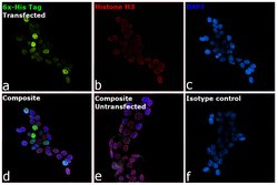 Invitrogen™ 6x-His Tag Monoclonal Antibody (HIS.H8), Alexa Fluor™ 488