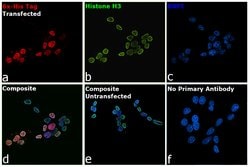 Invitrogen&trade;&nbsp;6x-His Tag Monoclonal Antibody (HIS.H8), Alexa Fluor&trade; 555