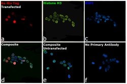 Invitrogen 6x-His Tag Monoclonal Antibody (HIS.H8), DyLight 550 50 &mu;L | Buy Online | Invitrogen&trade; | Fisher Scientific