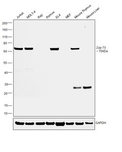 Invitrogen Zap-70 Monoclonal Antibody (1E7.2) 100 &mu;g; Unconjugated:Antibodies,