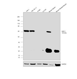 Invitrogen SHP-1 Monoclonal Antibody (PTY6) 100 &mu;g; Unconjugated:Antibodies,