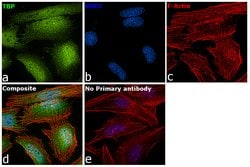 Invitrogen TBP Monoclonal Antibody (1TBP18) 100 &mu;g; Unconjugated:Antibodies,