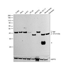 Invitrogen TBP Monoclonal Antibody (1TBP18) 100 &mu;g; Unconjugated:Antibodies,