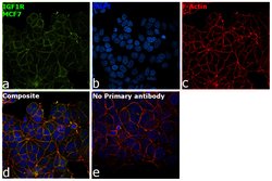 Invitrogen IGF1R alpha Monoclonal Antibody (1H7) 50 &mu;g; Unconjugated:Antibodies,