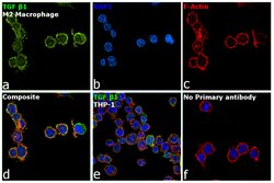 Invitrogen TGF beta-1 Monoclonal Antibody (TB21) 100 &mu;g | Buy Online | Invitrogen&trade; | Fisher Scientific