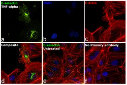 Invitrogen E-selectin Monoclonal Antibody (1.2B6) 100 &mu;g; Unconjugated:Antibodies,