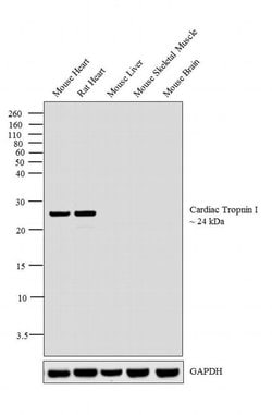Invitrogen Cardiac Troponin I Monoclonal Antibody (19C7) 200 &mu;g; Unconjugated:Antikörper