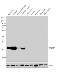 Invitrogen Myoglobin Monoclonal Antibody (4E2) 100 &mu;g | Buy Online | Invitrogen&trade; | Fisher Scientific