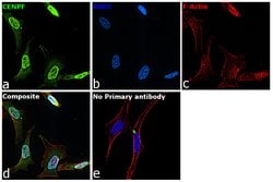 Invitrogen&trade;&nbsp;CENPF Monoclonal Antibody (14C10 1D8)
