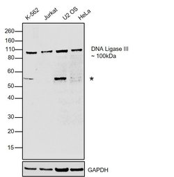 DNA Ligase III Monoclonal Antibody (1F3), Invitrogen&trade;