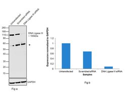 DNA Ligase III Monoclonal Antibody (1F3), Invitrogen&trade;