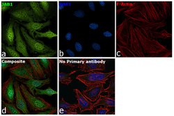Invitrogen JAB1 Monoclonal Antibody (2A10.8) 100 &mu;L; Unconjugated:Antibodies,
