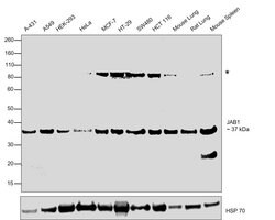 Invitrogen JAB1 Monoclonal Antibody (2A10.8) 100 &mu;L; Unconjugated:Antibodies,