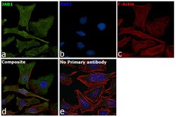 Invitrogen JAB1 Monoclonal Antibody (8H8.5) 100 &mu;L; Unconjugated:Antibodies,