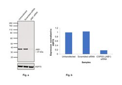Invitrogen JAB1 Monoclonal Antibody (8H8.5) 100 &mu;L; Unconjugated:Antibodies,