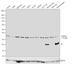 Invitrogen JAB1 Monoclonal Antibody (8H8.5) 100 &mu;L; Unconjugated:Antibodies,