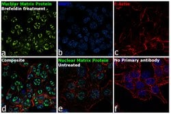 Invitrogen Nuclear Matrix Protein p84 Monoclonal Antibody (5E10) 100 &mu;L;