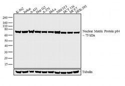 Invitrogen Nuclear Matrix Protein p84 Monoclonal Antibody (5E10) 100 &mu;L;