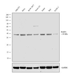 Invitrogen RAD51 Monoclonal Antibody (14B4) 100 &mu;L; Unconjugated:Antibodies,