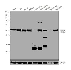Invitrogen RbAp48 Monoclonal Antibody (11G10) 100 &mu;L; Unconjugated:Antibodies,
