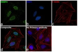 Invitrogen RbAp48 Monoclonal Antibody (13D10) 100 &mu;L; Unconjugated:Antibodies,