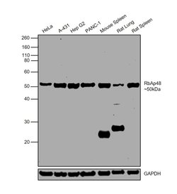Invitrogen RbAp48 Monoclonal Antibody (13D10) 100 &mu;L; Unconjugated:Antibodies,