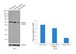 Invitrogen RbAp48 Monoclonal Antibody (13D10) 100 &mu;L; Unconjugated:Antibodies,
