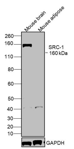 Invitrogen SRC1 Monoclonal Antibody (1135) 100 &mu;L; Unconjugated:Antibodies,