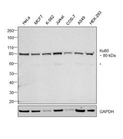Invitrogen Ku80 Monoclonal Antibody (9403) 100 &mu;L; Unconjugated:Antibodies,