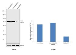 Invitrogen Ku80 Monoclonal Antibody (9403) 100 &mu;L; Unconjugated:Antibodies,