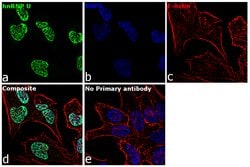 Invitrogen hnRNP U Monoclonal Antibody (3G6) 50 &mu;L; Unconjugated:Antibodies,