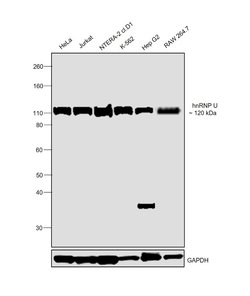 Invitrogen hnRNP U Monoclonal Antibody (3G6) 50 &mu;L; Unconjugated:Antibodies,
