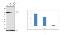 Invitrogen hnRNP U Monoclonal Antibody (3G6) 50 &mu;L; Unconjugated:Antibodies,