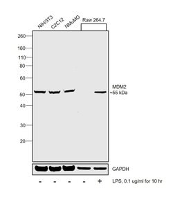 Invitrogen&trade;&nbsp;MDM2 Monoclonal Antibody (MD-219)