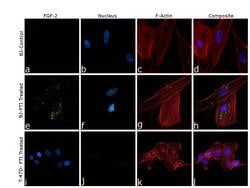 Invitrogen FGF2 Monoclonal Antibody (FB-8) 100 μL; Unconjugated:Antibodies,