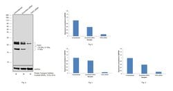 Invitrogen FGF2 Monoclonal Antibody (FB-8) 100 μL; Unconjugated:Antibodies,